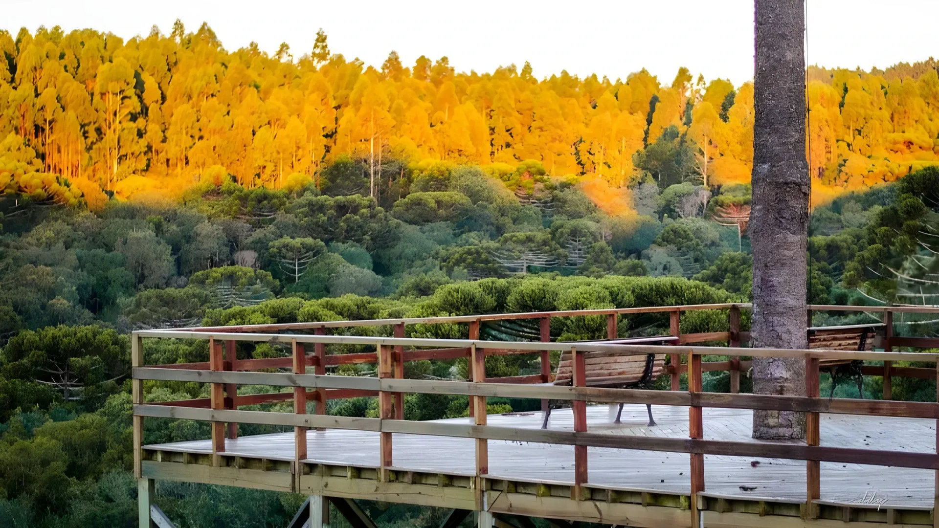 GoldMen Select Guarapuava